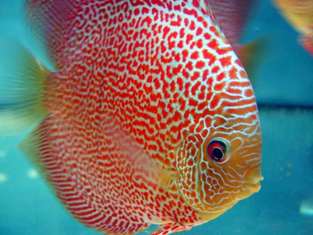 Discus Red Leopard